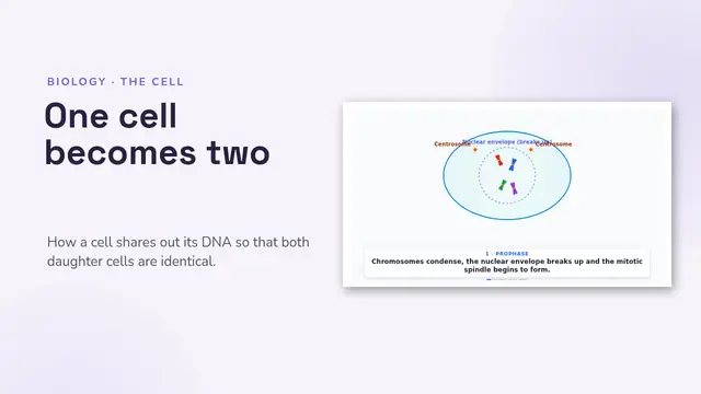 Cover of the presentation “Mitosis, animated”