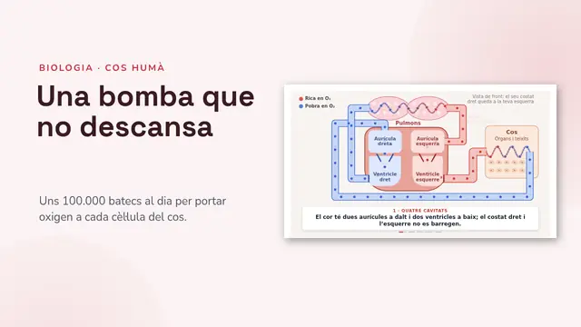 Portada de la presentació «El cor i la circulació, animats»