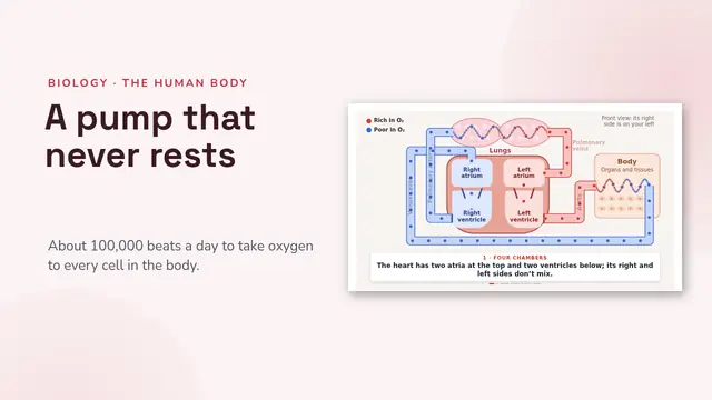Cover of the presentation “The heart and circulation, animated”