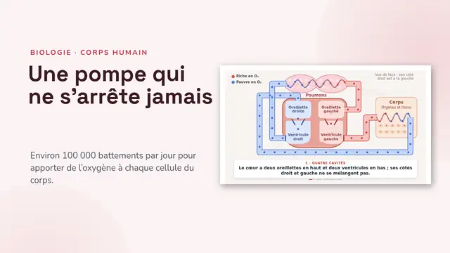 Couverture de la présentation « Le cœur et la circulation, animés »