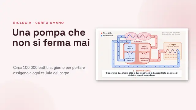 Copertina della presentazione «Il cuore e la circolazione, animati»