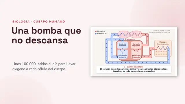 Portada de la presentación «El corazón y la circulación, animados»
